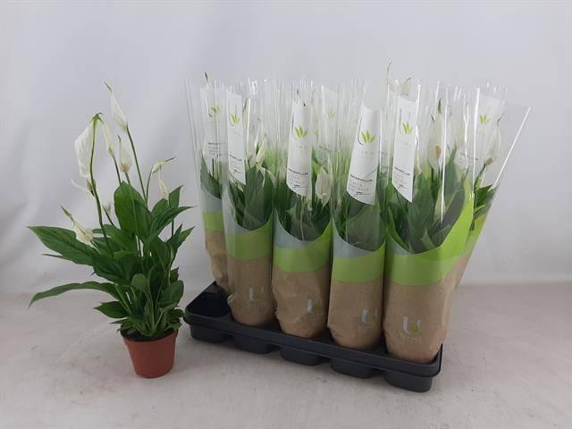 <h4>SPATH TORELLI</h4>