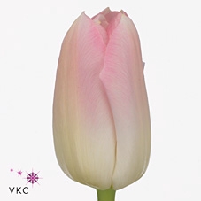 <h4>TU EN DYNASTY</h4>