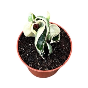 Hoya Overig Compacta Variegata