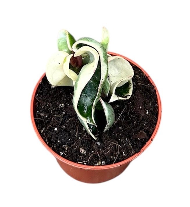 <h4>Hoya Overig Compacta Variegata</h4>