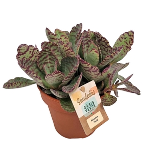 Kalanchoe Perdiz - 1154