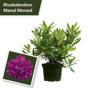 Rhodo. 'Marcel Menard' dark purple