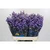 Aster Baby Blue
