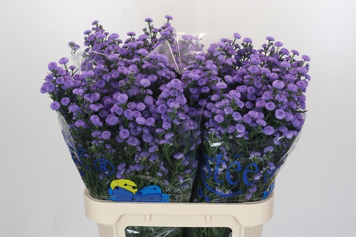 Aster Baby Blue