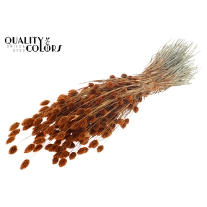Phalaris per bunch Terracotta