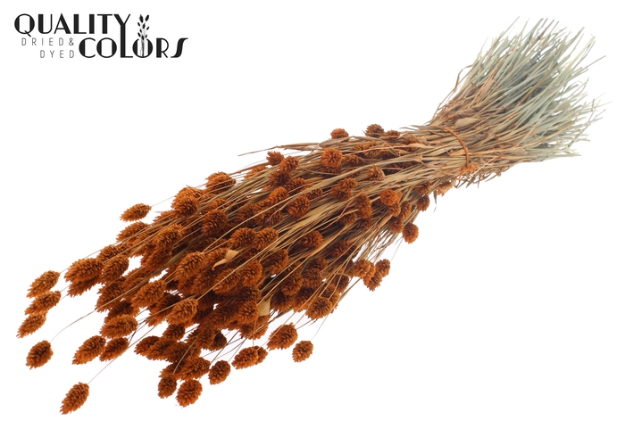 <h4>Phalaris per bunch Terracotta</h4>