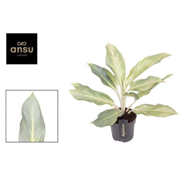 <h4>Aglaonema Aqua Green</h4>