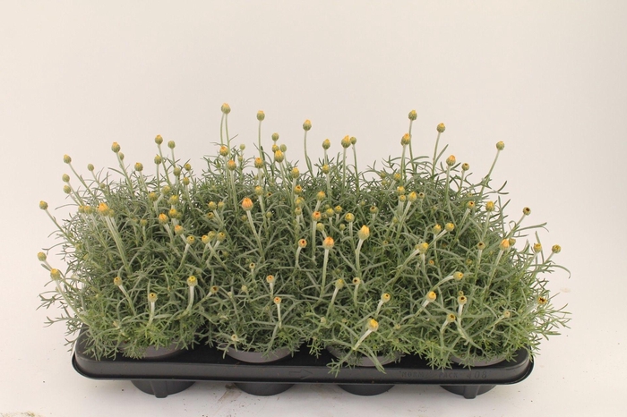 Rhodan H Zagora Creme