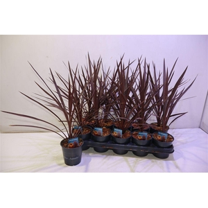 arr8 Cord Aus Red Star