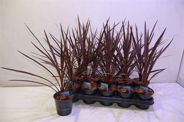 <h4>arr8 Cord Aus Red Star</h4>