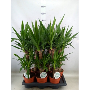 Yucca