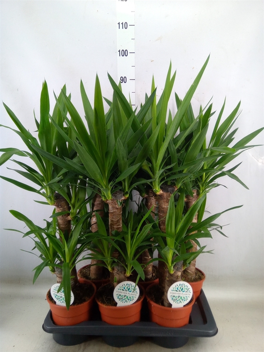 <h4>Yucca</h4>