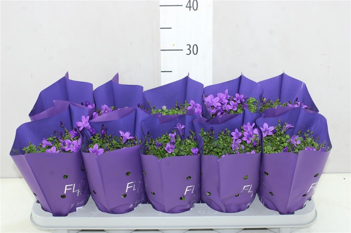 <h4>Campanula Port Ocean Blue In Hoes</h4>