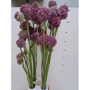 ALLIUM GROOTBLOEMIG