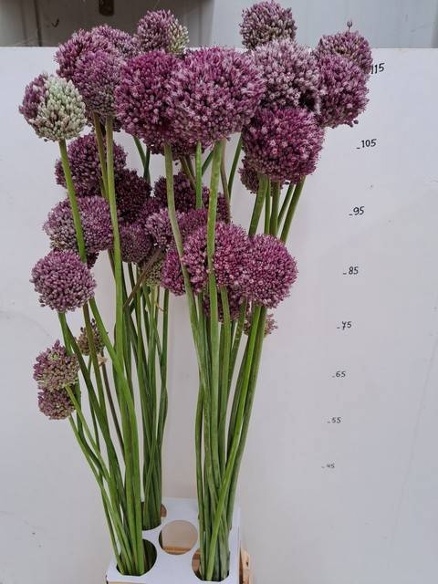 <h4>ALLIUM GROOTBLOEMIG</h4>