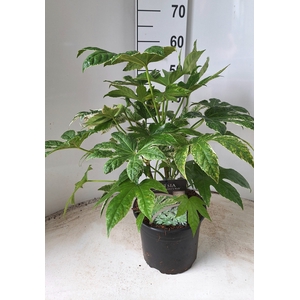 Fatsia japonica Spiders Web P21