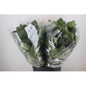 Hedera Berry 200gr P Bunch