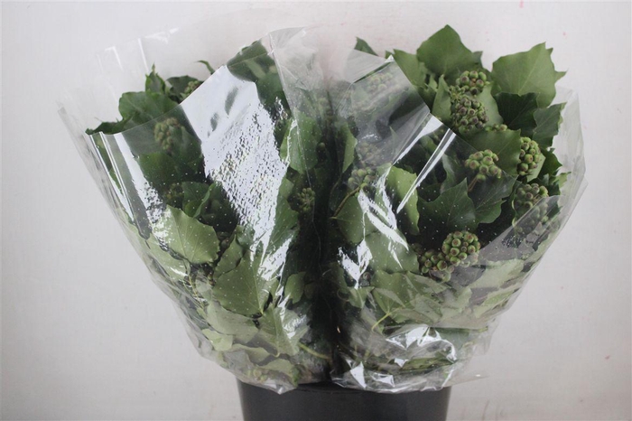 <h4>Hedera Berry 200gr P Bunch</h4>