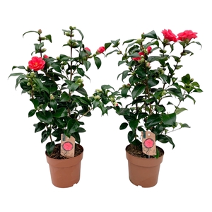 Camellia Japonica Mary Williams 20-25 knoppen