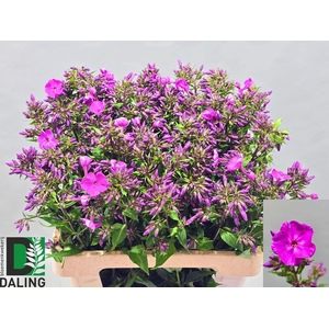 PHLOX P GOGO PURPLE