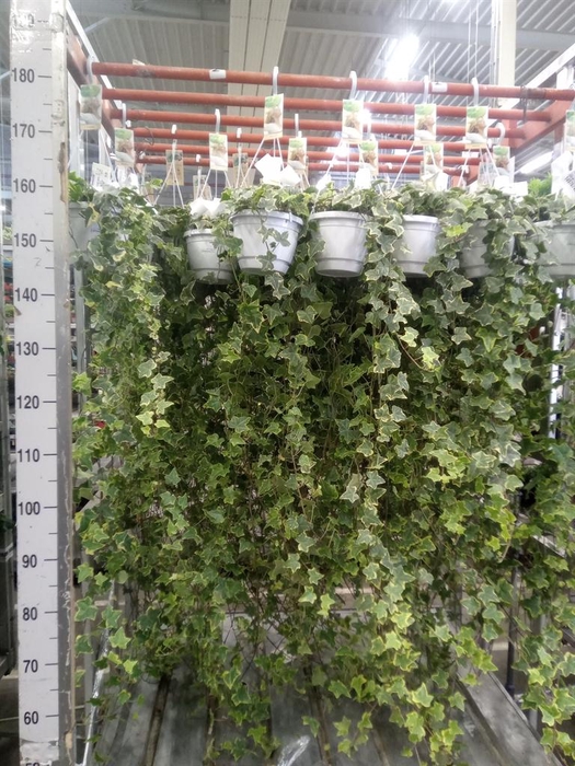 <h4>Hedera helix 'Goldchild'</h4>