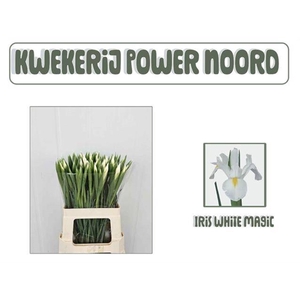 IRIS WHITE MAGIC