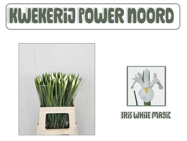 <h4>IRIS WHITE MAGIC</h4>