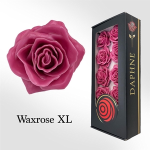 Wax Rose Xl Old Pink