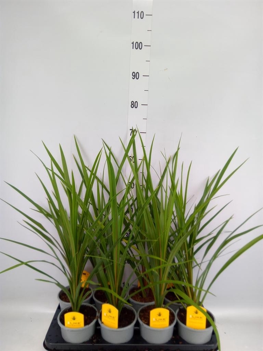 <h4>Cordyline indivisa 'Peko'</h4>