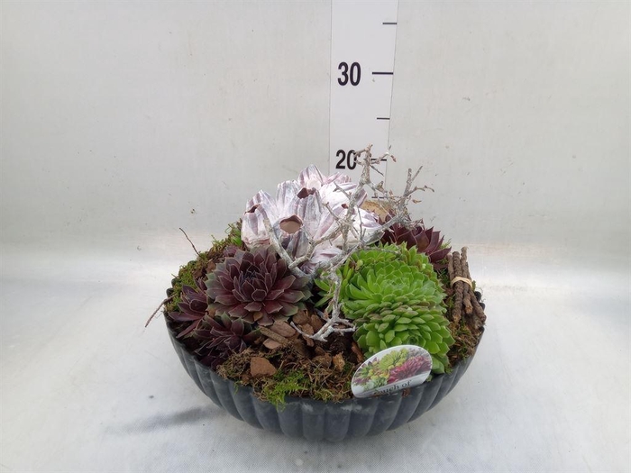 <h4>Arr.  Sempervivum L%</h4>