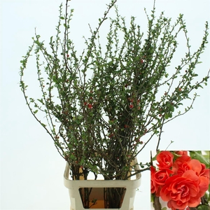 Chaenomeles Du Orange