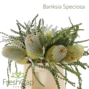 Banksia Speciosa