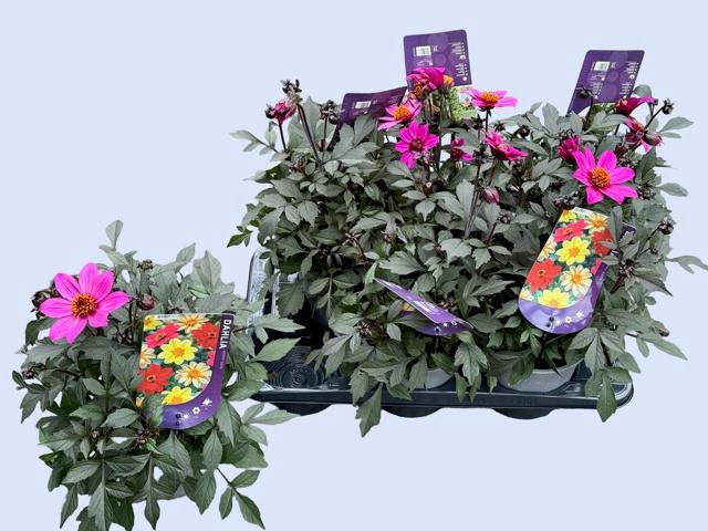 <h4>DAHL HAP DAYS PURPLE</h4>