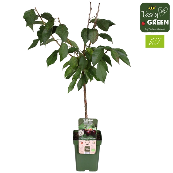 <h4>Prunus avium Regina Bio P23</h4>