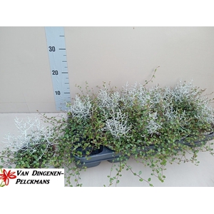LEUCOPH BROWNII