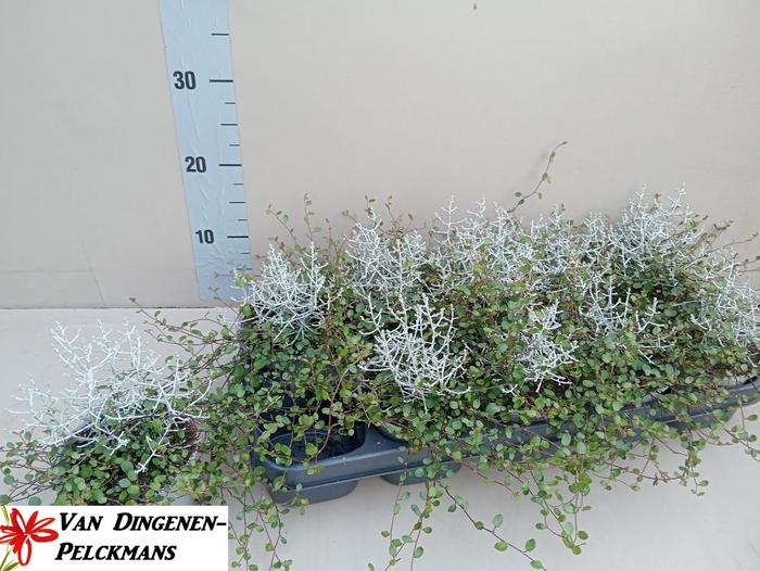 <h4>LEUCOPH BROWNII</h4>
