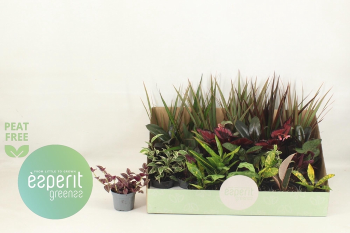 <h4>KAMERPL GEM OV</h4>