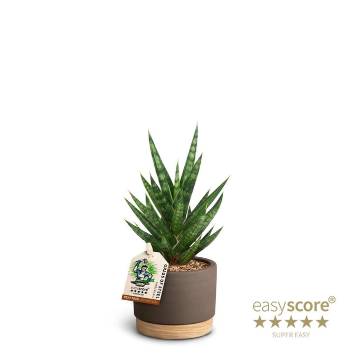 <h4>SANSEVIERIA TRIFASCIATA</h4>