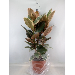 Ficus elastica 'Belize'