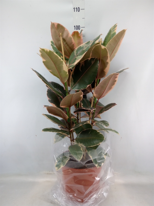 <h4>Ficus elastica 'Belize'</h4>