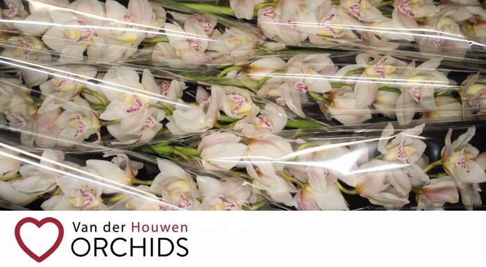 <h4>Steffi 80 cm</h4>