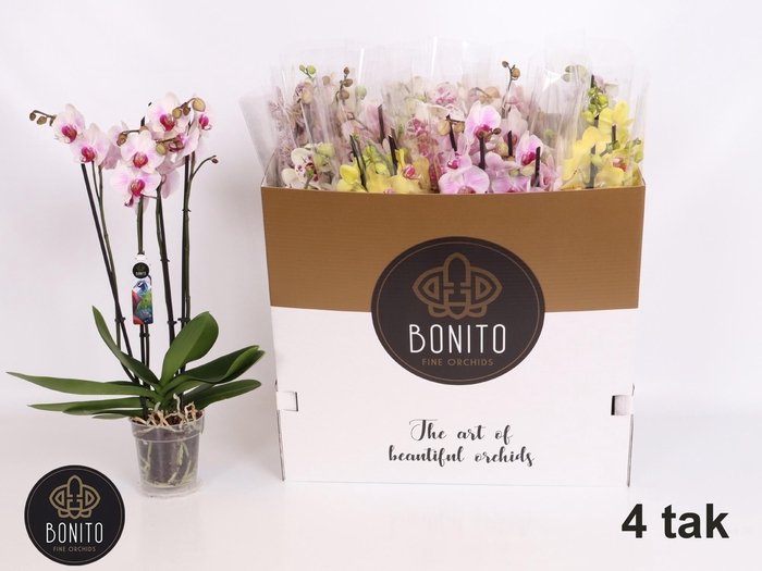 <h4>PHAL GEM 7 KL</h4>