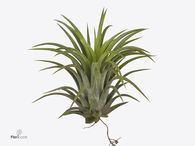 Tillandsia Ionantha Green