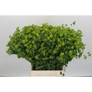 Bupleurum Griffithii