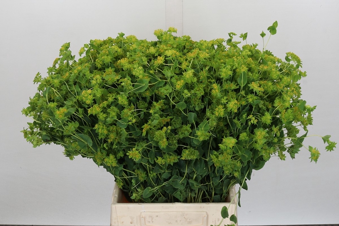 <h4>Bupleurum Griffithii</h4>