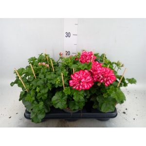 Pelargonium pelt.   ...
