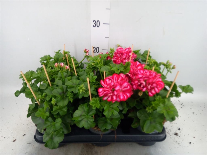 <h4>Pelargonium pelt.   ...</h4>