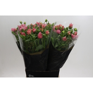 Ranunculus Butterfly Isis