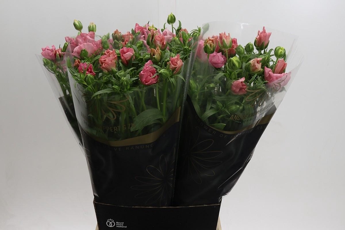 <h4>Ranunculus Butterfly Isis</h4>
