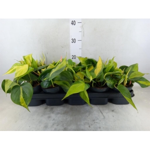Philodendron scand. 'Brasil'